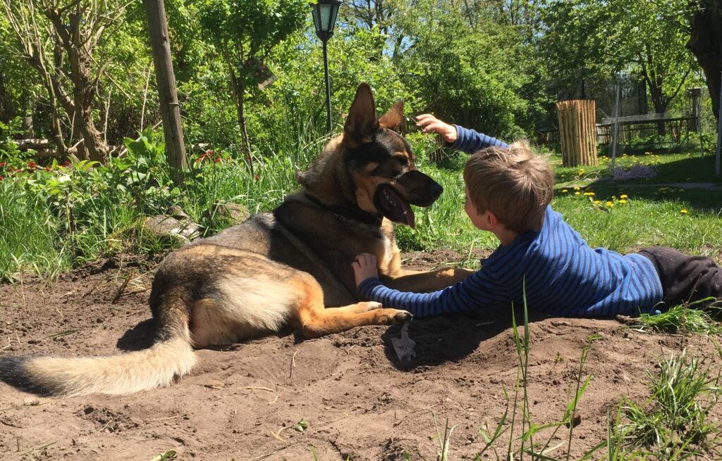 Der Therapiehund Kuddel liegt auf der Wiese. Ein Kind spielt mit ihm.